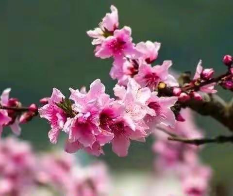 抗疫情，停课不停学――泉河头中心校孝义幼儿园线上系列课程（十八）