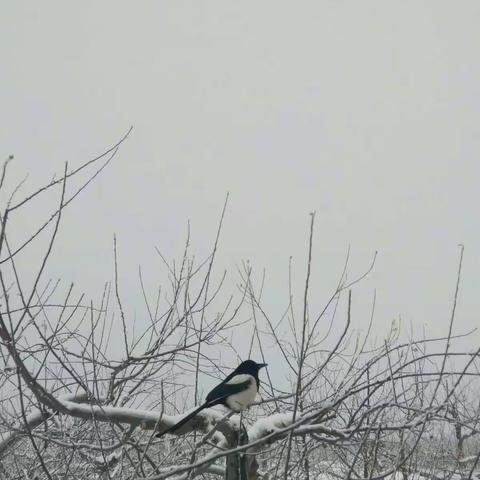 老家门前的报喜鸟