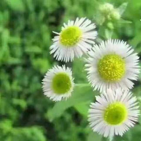 小城教育人话真情——国培京师团公益活动后的领导感言