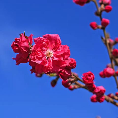 春色圆明园                    2021年4月3日