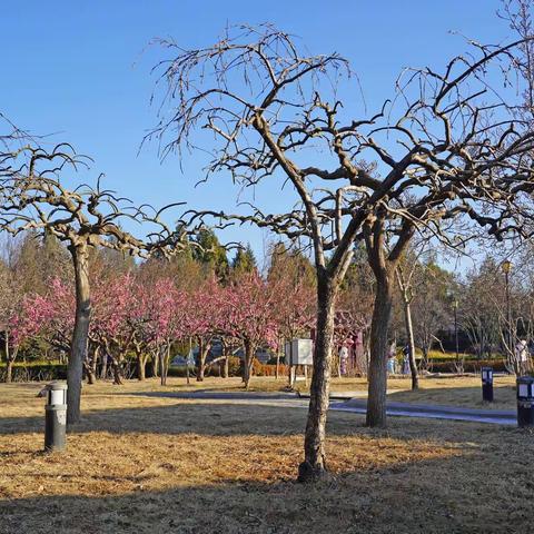 新春圆明园              2021年2月22日