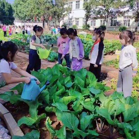 湘机小学2201班“乐劳动”微耕实践体验活动