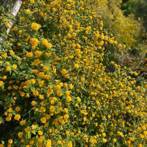 记4月份的百花公园