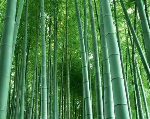 竹之美——这正是笋的世界，竹的天地。咱们来探索探索竹子的世界[五(4)综合实践活动]（副本）
