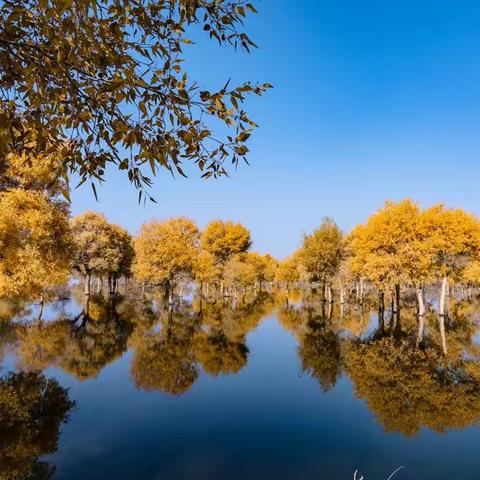 塔里木河畔——罗布淖尔湿地（2021年金秋）