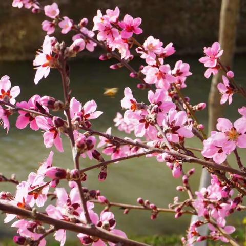 桃红花影动，垂柳戏春风