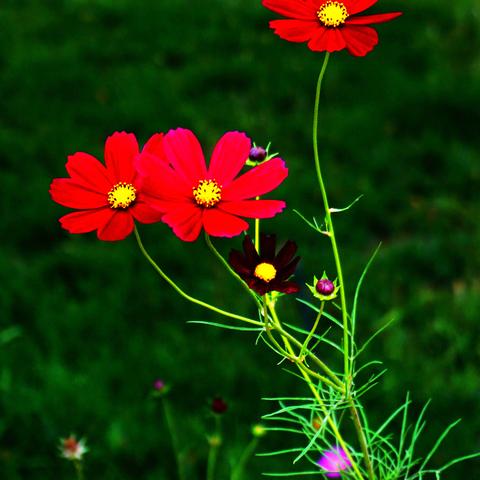 黄河两岸开满格桑花