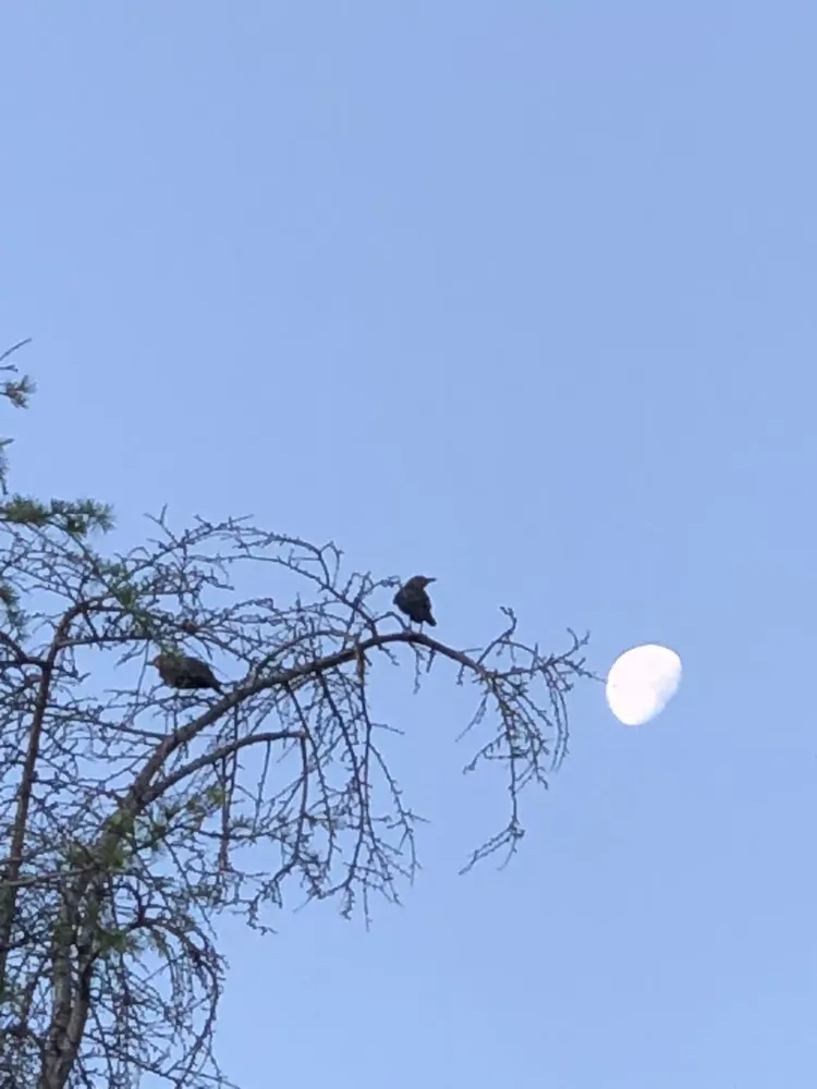 你看你看，月亮的脸偷偷的在改变