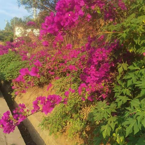 艳丽的花，是春天的正色！