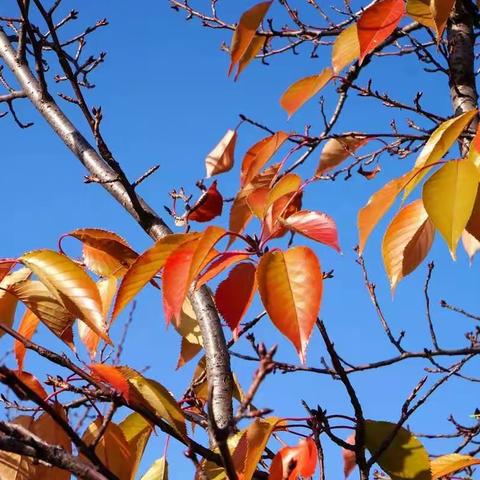 回族小学附属幼儿园《珍珠小班》🍁🍁树叶贴画DIY🍂