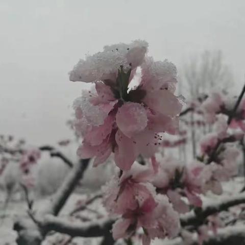 桃花雪