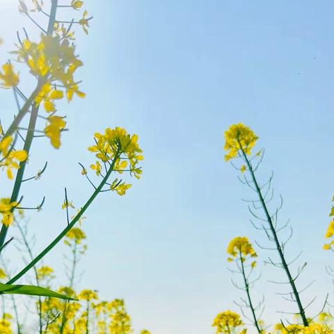 繁花春去结硕果，奋楫扬帆再出发。——记于都中学初中部初一六段期末考试表彰大会