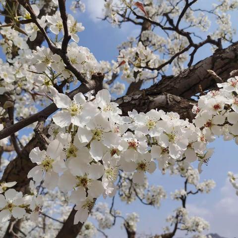 梨花白 桃花红