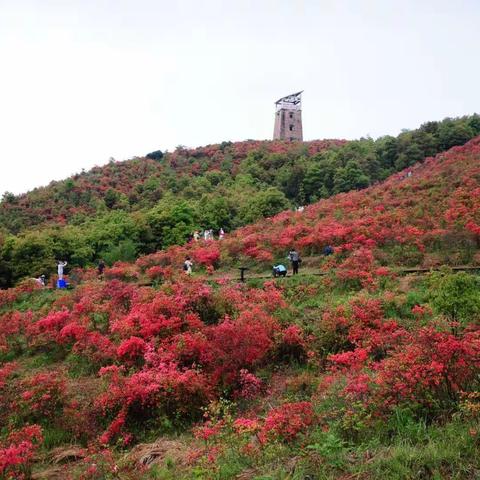 花不醉人人自醉—圣井山随拍2018年4月15日