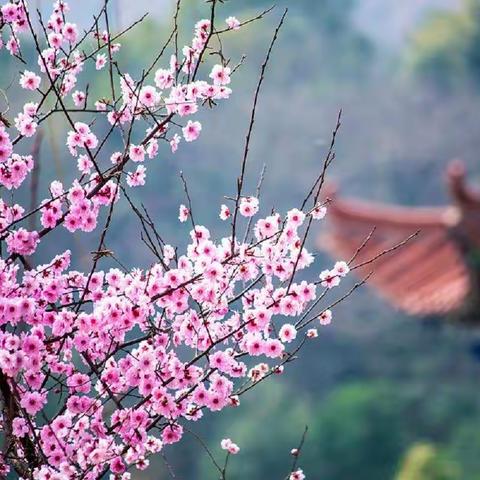 吹雪朗诵：余生，依心而行