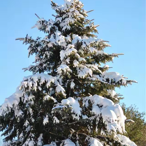 寄语雪中松