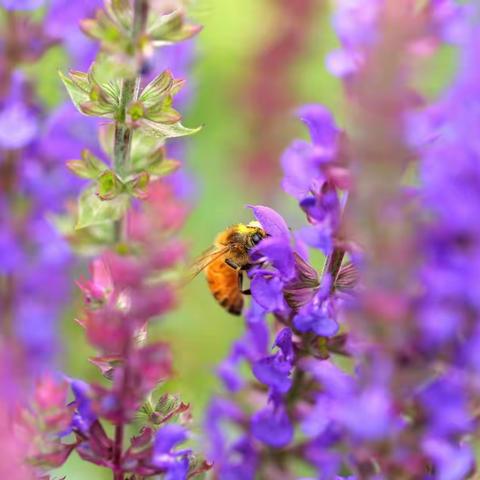 “蓝颜知己”—蓝花鼠尾草