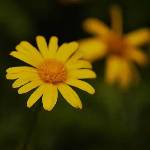 夏秋时节花落去，璀璨如星遍地诗