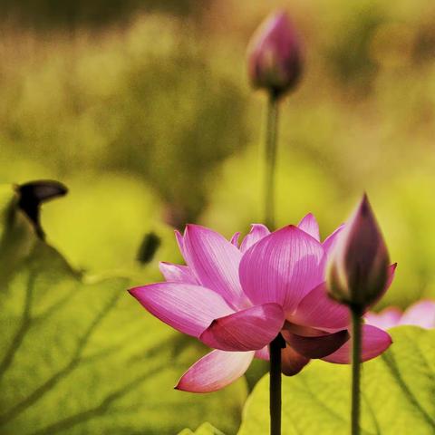 这个夏天，当蝴蝶遇到了莲花