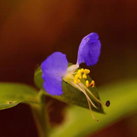 鸭跖草与小蜜蜂