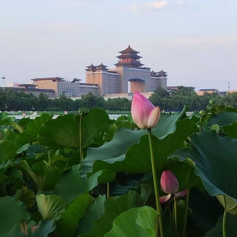 游莲花池公园，荷花正在盛开！(手机随拍)