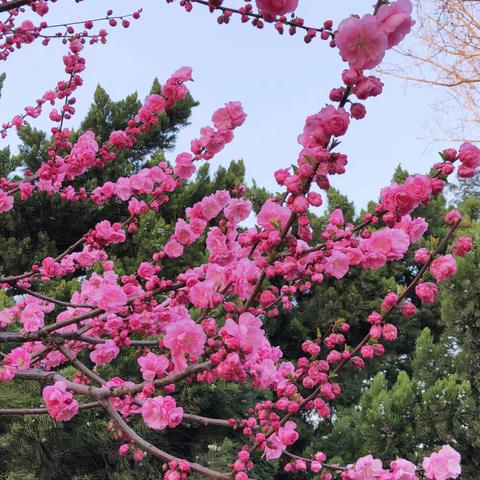 陶然亭公园与大观园公园春意浓浓！(全部照片手机拍照)