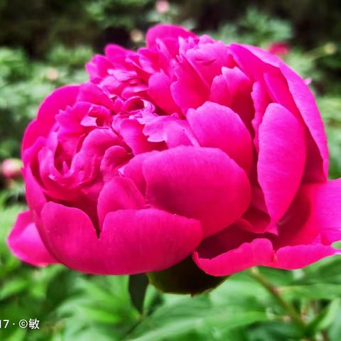 莲花池公园里盛开的芍药花！