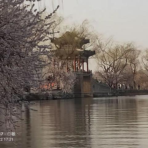 初春的北京颐和园西堤 ，山桃花盛开 。皇家园林四季都是风景美丽如画 ！