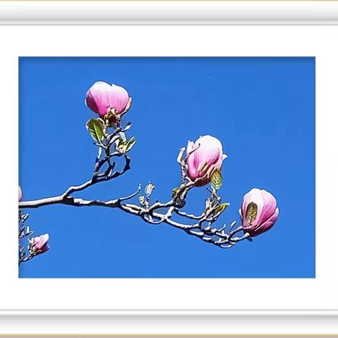 2020年的春天各种花草在奔放🌹🌺🌸🌻🍁🌴🍃🍀！(全部是手机拍摄)