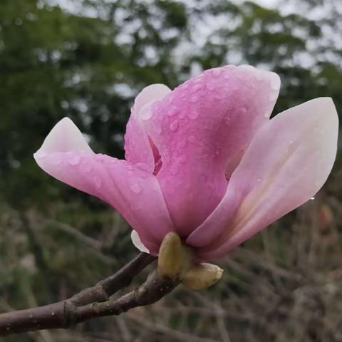 江西婺源之行，三月走进春天。(2019年3月16一21日)