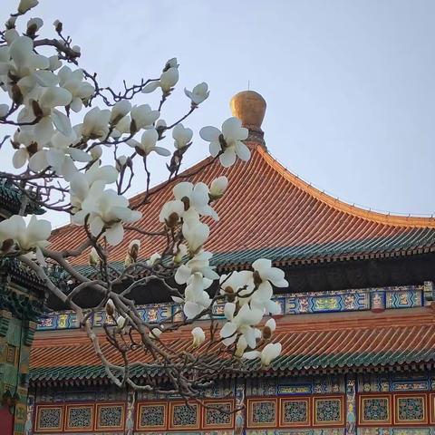 2021年春《手机拍摄的玉兰花》