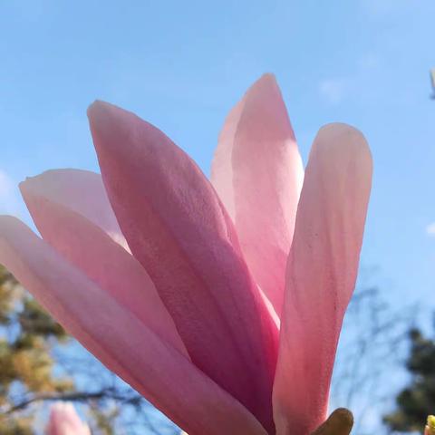 我家附近的滨河公园，阳春三月，玉兰花，山桃花，杏花竞相开放！(手机随拍)