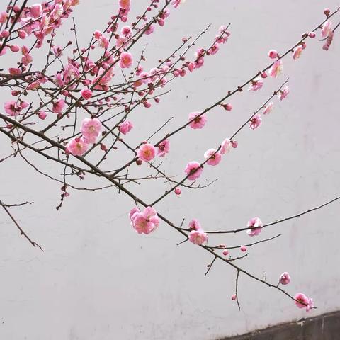 2021年的春天，手机拍摄各种竞相开放的梅花！美不胜收 ！