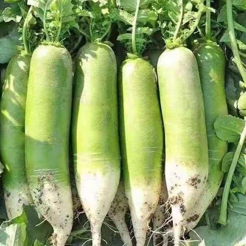 萝卜探险——金外滩幼儿园大三班主题活动