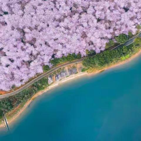 【去远方】3月23号-26号——陪你去看一场樱花雨！美过日本，不输武汉，全球最大的樱花基地四日品质游！！！
