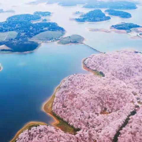 【3月19号-20号】陪你去看一场樱花雨！美过日本，不输武汉，全球最大的樱花基地！！！