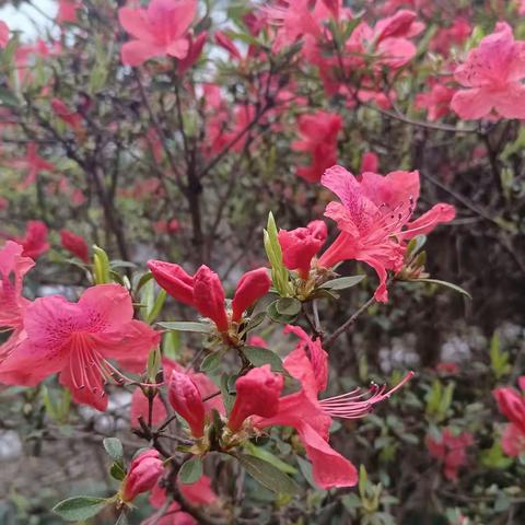 春暖花开春意浓，花海掠影长见识。