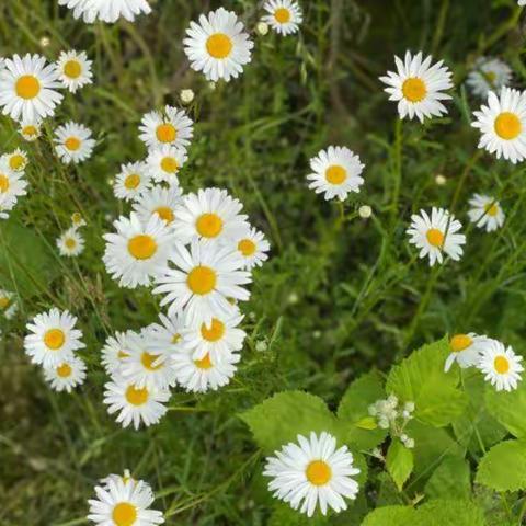 愿一切美好都如期而至