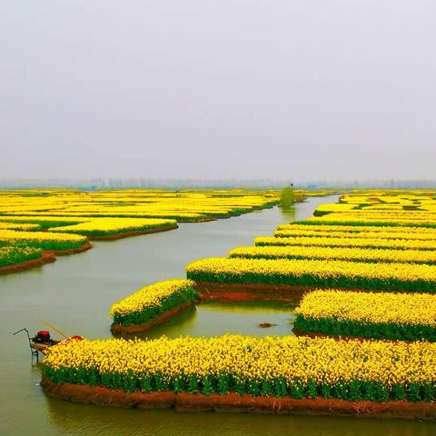 兴化千垛油菜花