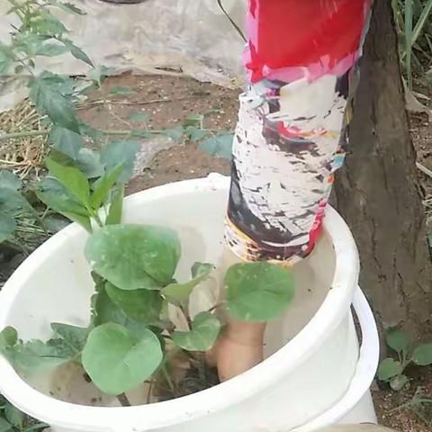 菜地之恋