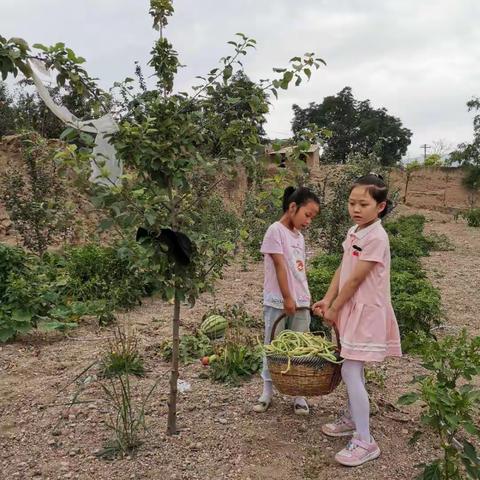 劳动改变着我们•德顺小学四年四班同学劳动剪影