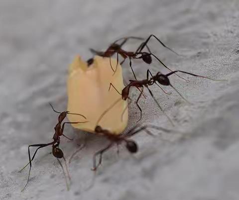 蚂蚁🐜呀“嘿”