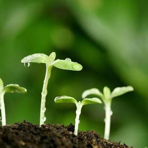 让英语课堂生机盎然———记十里完小综合组本学期第三次教研