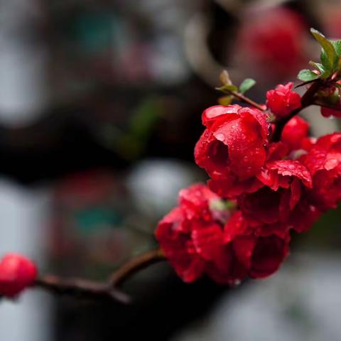 一夜海棠花沾雨