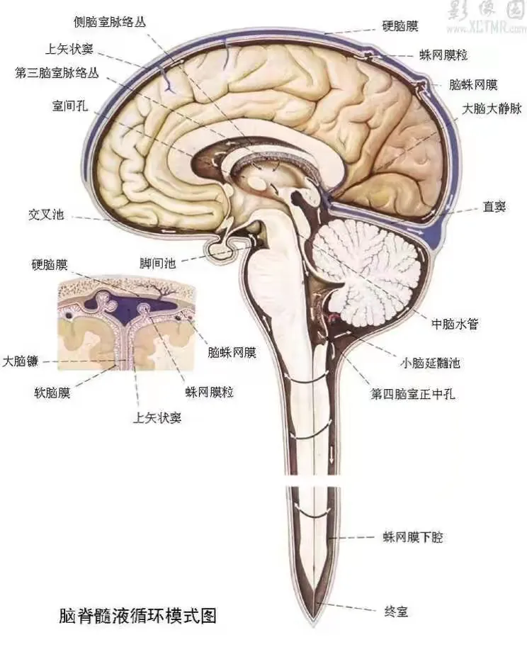 神经外科护理查房～胡磊作品 .内容:腰大池引流管的护理