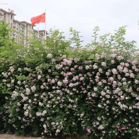 立夏时节万物生    蔷薇花开红旗飘