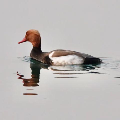 赤嘴潜鸭