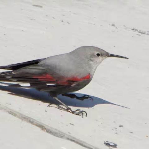 红翅旋壁雀，（2023.1.4）