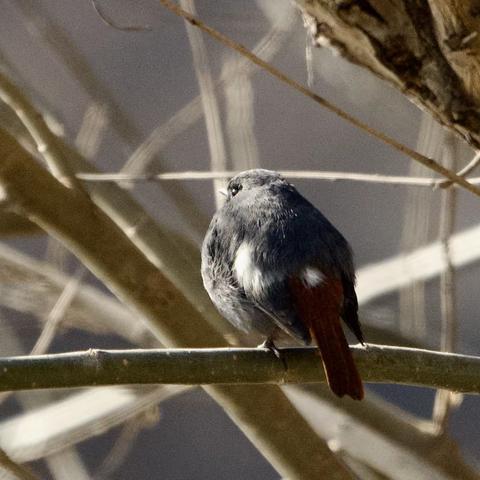 红尾水鸲，（2023.1.4）