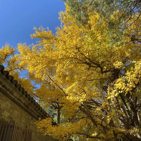 大觉寺秋游，（2022.10.31）